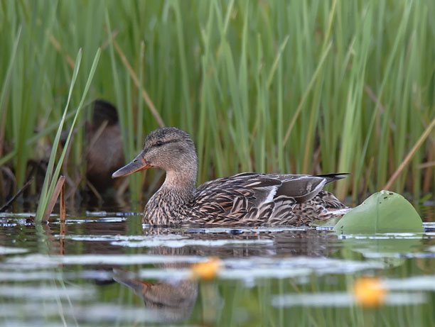 Sinisorsa, Mallard, Anas platyrhynchos